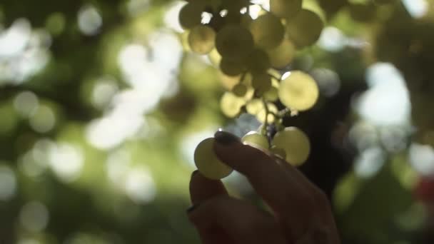 Las manos de mujer recogen racimo de uvas que cuelgan del tallo en el viñedo — Vídeos de Stock