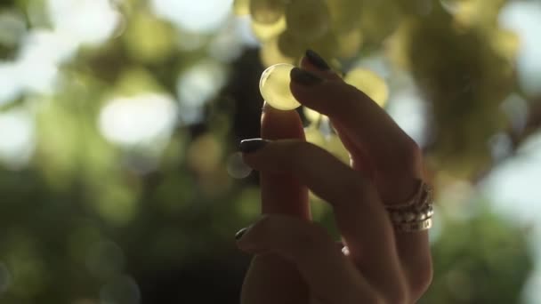Brazos de mujer recogen uvas colgando del tallo en el viñedo — Vídeos de Stock