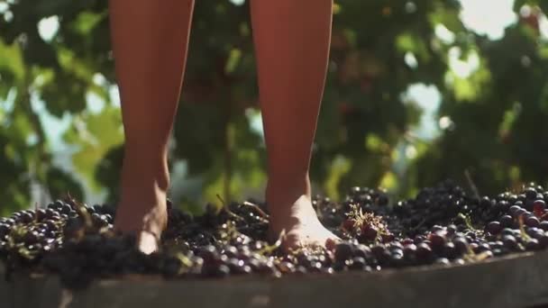 Beine einer jungen Frau stampfen Trauben in Holzfässern — Stockvideo