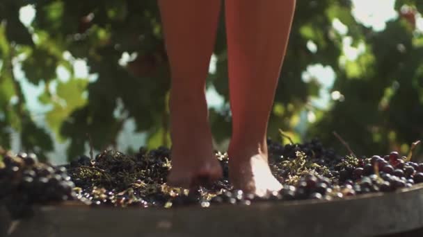 Jambes de fille mince serrant des raisins dans un tonneau en bois — Video