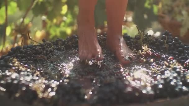 Ноги тонкої дівчини стискають виноград в дерев'яній бочці — стокове відео