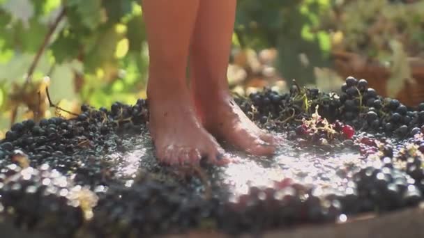 Feet of young woman squeezing grapes in wooden barrel
