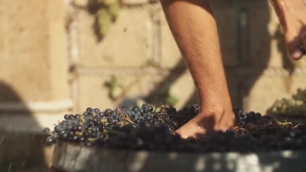 Legs of young man stomping grapes in wooden barrel — Stock Video