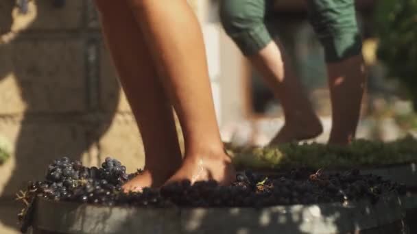 Две пары мужских ног топчут виноград на винодельне, производя вино — стоковое видео