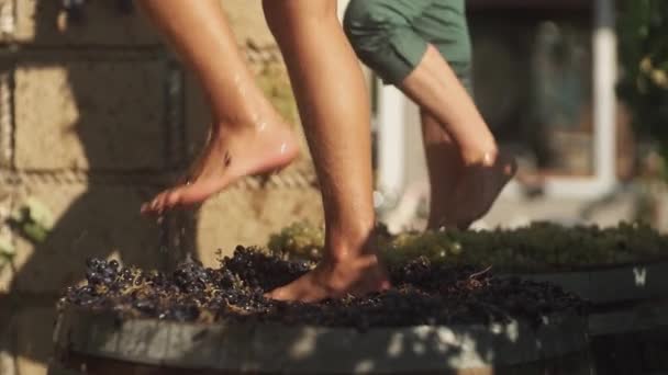 Две пары мужчин ноги топчет виноград на винодельне, производя вино — стоковое видео