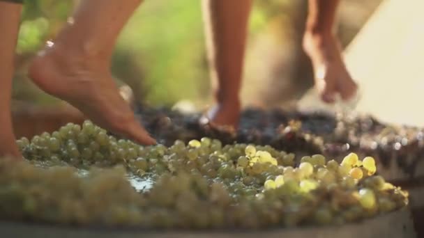 Две пары мужских ног сжимают виноград на винодельне, производя вино. — стоковое видео