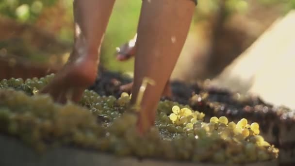 Due paia di gambe di uomini spremono chicchi d'uva in cantina facendo il vino — Video Stock