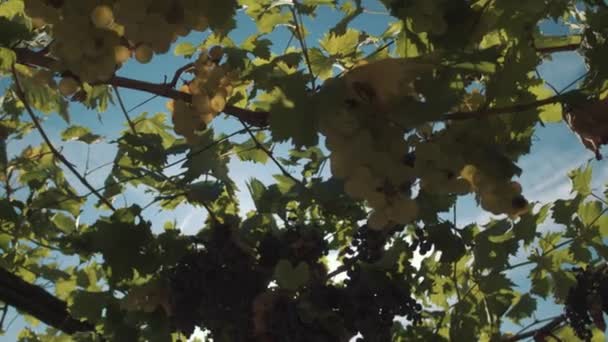 ワイナリーでサポートにぶら下がっている果実とブドウの植物 — ストック動画