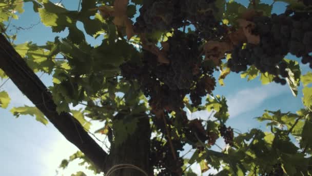 Viña de uva con bayas colgando de soportes en vinería — Vídeos de Stock