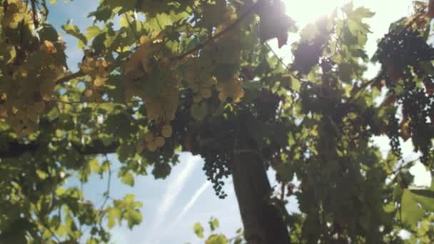 Druvor örter med bär hänger på stöder på vinproducent — Stockvideo