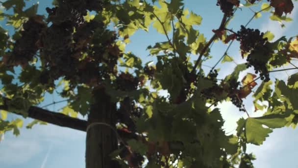 Vigne de raisin avec des baies suspendues sur les accessoires à la cave 