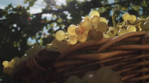 Плетеная корзина с виноградом на столе в винограднике — стоковое видео