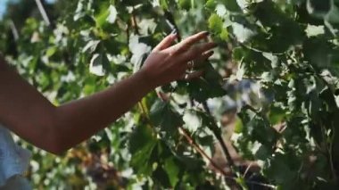 Kadın dedikodu okşa yaprakları, üzüm bitkiler boyunca yürüyüş