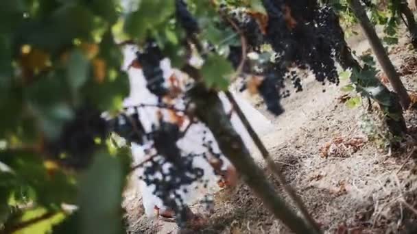 Vrouw in witte jurk wandelen langs druiven planten op het wijngoed — Stockvideo