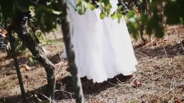 Девушка в белом платье гуляет по виноградным растениям на винодельне — стоковое видео