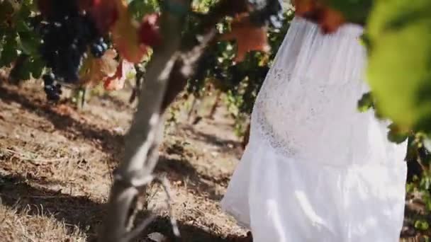 Femme en robe blanche marchant le long des plants de raisin à la cave — Video