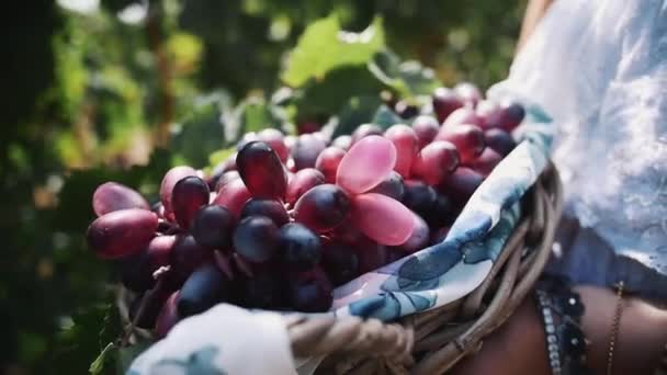 Женщина в белом платье держит деревянную корзину с виноградными растениями на винодельне — стоковое видео