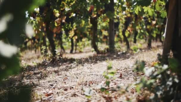 Piernas de hembra en vestido blanco caminando a lo largo de las plantas de uva en vinería — Vídeo de stock