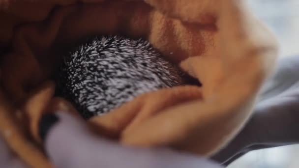 可爱的尖刺宠物刺猬睡在布橙罩 — 图库视频影像