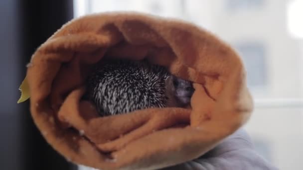 Sweet spetsade husdjur igelkott sover i tyg orange huv — Stockvideo