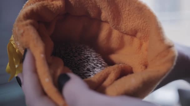 Jen málo obohaceného pet Ježek spí v kapuce tkanina oranžová — Stock video