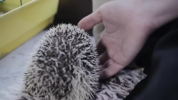 Woman hand picks up and turns cute hedgehog pet — Stock Video