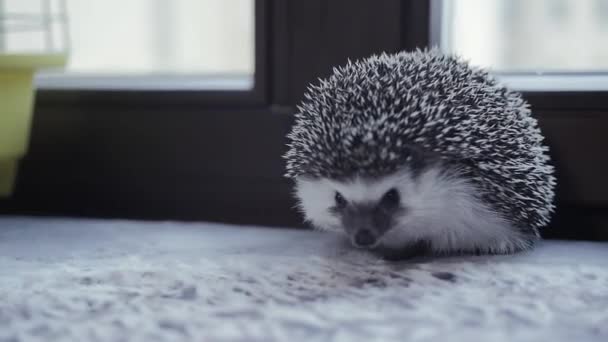 Söt liten sällskapsdjur igelkott promenader i lägenhet fönsterbrädan — Stockvideo