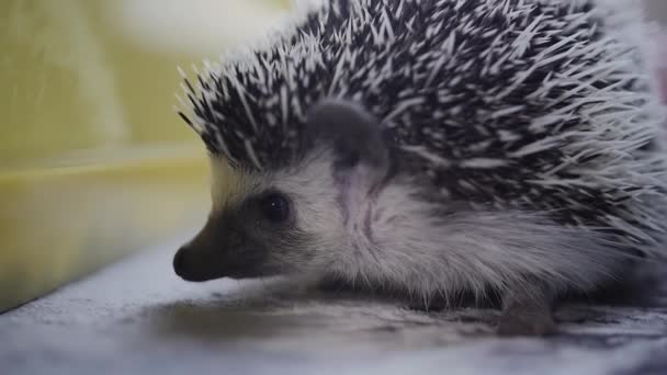 Cute little hedgehog pet sitting in apartment, rises it needles — Stock Video