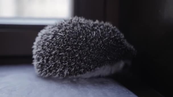 Mooie kleine huisdier egel wandelen in appartement vensterbank — Stockvideo