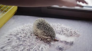 Onu beslemek için evde beslenen hayvan kirpi hamamböceği el verir