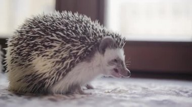 Küçük evde beslenen hayvan kirpi yemek Hamam böceği pencere pervazına üzerinde oturan