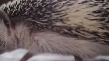 Sevimli küçük evde beslenen hayvan kirpi daire pencere pervazına sürünerek