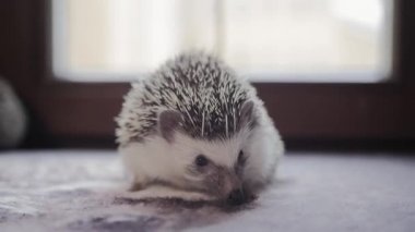 Sevimli küçük evde beslenen hayvan kirpi daire pencere pervazına üzerinde yalan