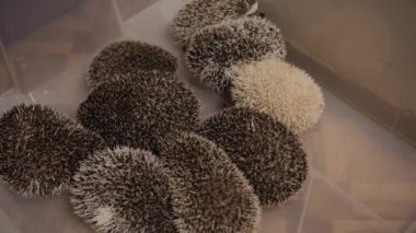 Evcil kirpi kattaki dairede plastik kutu yalan demet