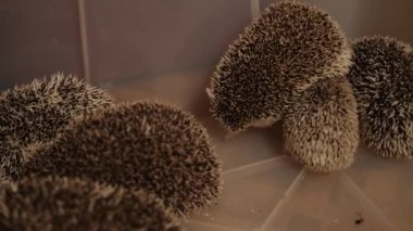 Evcil kirpi plastik kutu kattaki dairede oturan demet