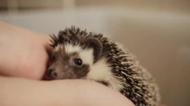 Erkek holding enerjik evde beslenen hayvan kirpi kapalı eller