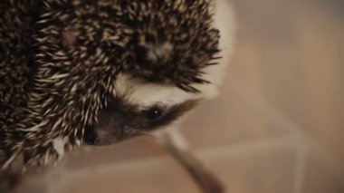 Plastik kutu kattaki dairede oturan küçük houshold kirpi