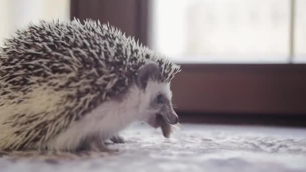 Cute pet hedgehog eating cockroach sitting on window sill — Stock Video