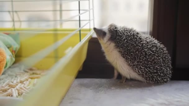 Cute little pet hedgehog sniffing cage on appartment window sill — Stock Video