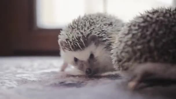 Couple of cute hedgehogs crawling on bright window sill
