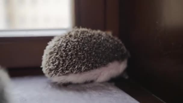 Cute little pet hedgehog running in apartment window sill — Stock Video