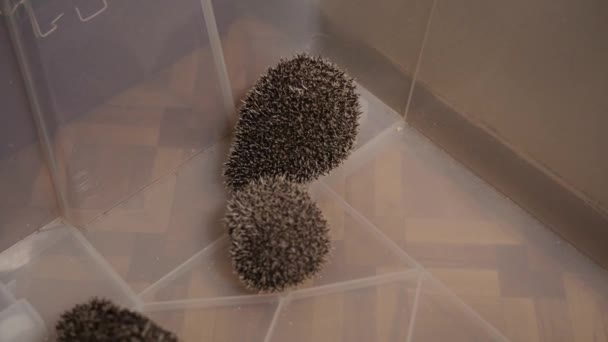 Kadın el koyar evde beslenen hayvan sevimli kirpi plastik kutu onlardan bir grup — Stok video