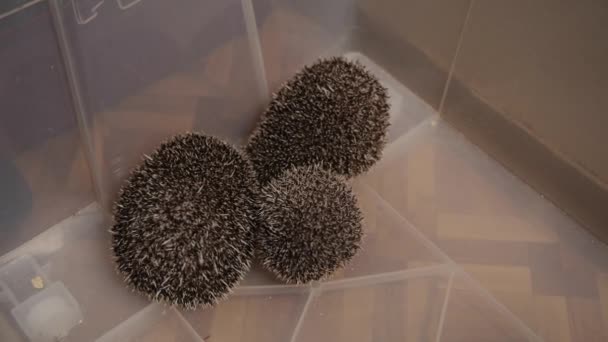 Bunch of pet hedgehogs sitting in plastic box on floor in apartment — Stock Video