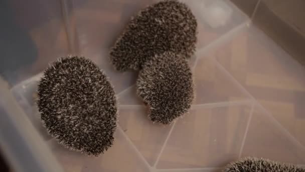 Female hands puts pet cute hedgehog into plastic box to bunch of them — Stock Video