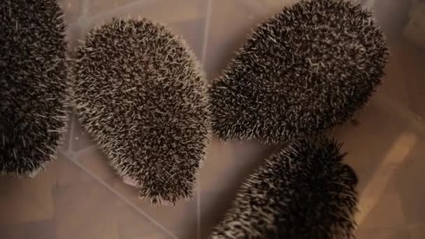 Banda domestikovaných ježci procházení v plastové krabici na podlaze v bytě — Stock video