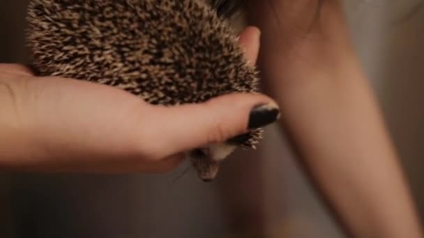 Vrouwelijke handen met gedomesticeerde egel binnenshuis — Stockvideo