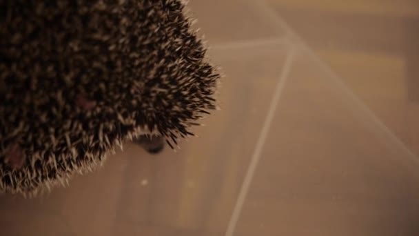 Cute houshold hedgehog sitting in plastic box on floor in apartment — Stock Video