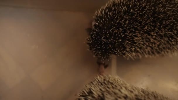 Two domesticated hedgehogs sitting in plastic box on floor in apartment — Stock Video