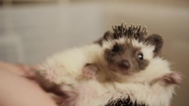 Female hands holding cute pet hedgehog indoors — Stock Video