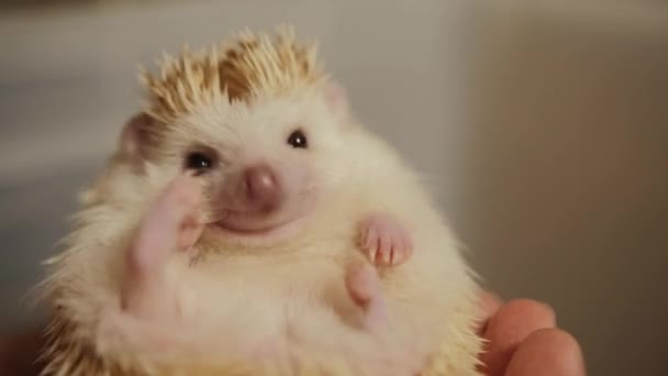 Female hands holding cute pet albino hedgehog indoors — Stock Video